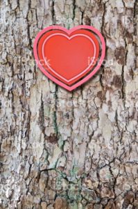 Valentine's Day background [Heart on the bark]