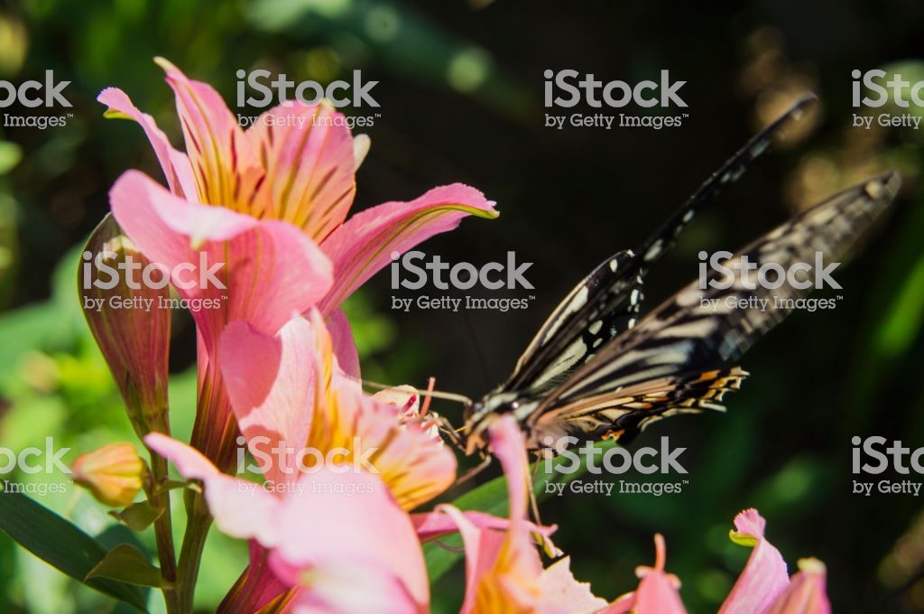 Swallowtail butterfly and Alstroemeria4