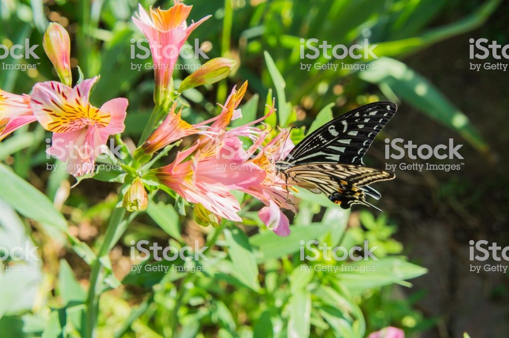 Swallowtail butterfly and Alstroemeria3