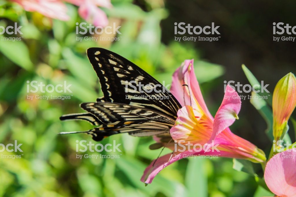 Swallowtail butterfly and Alstroemeria2