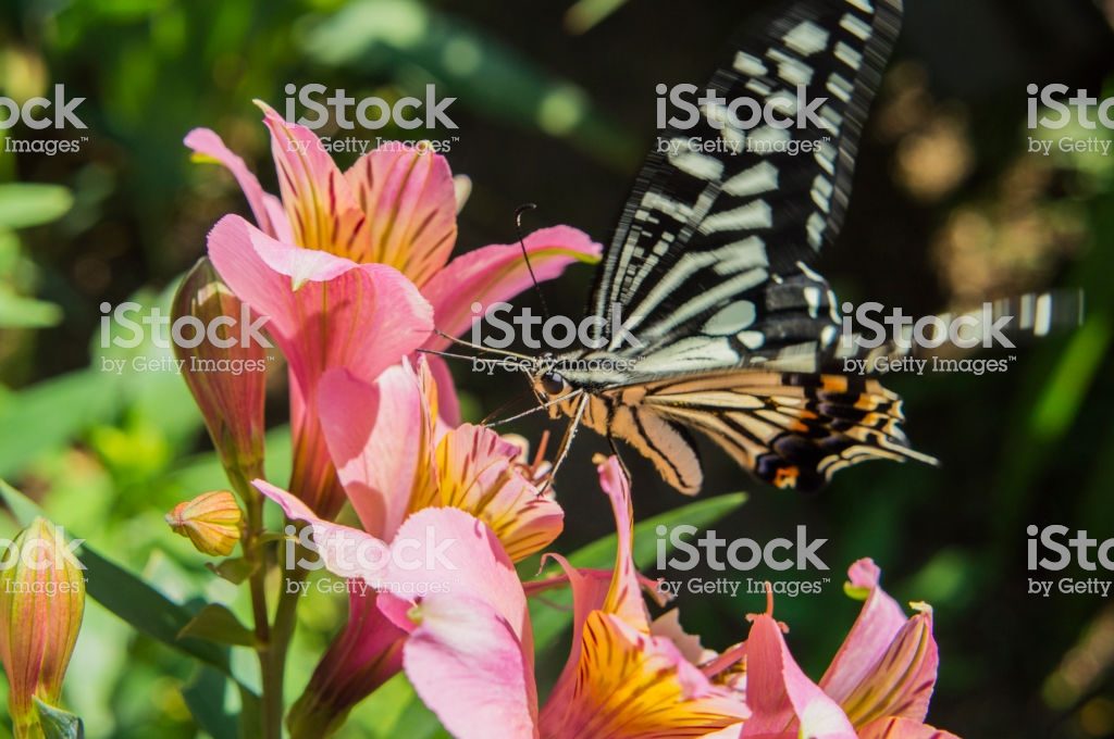 Swallowtail butterfly and Alstroemeria1